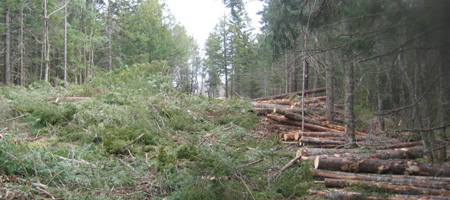 Holzfäller am Rockylake Holzfällarbeiten am Rockylake